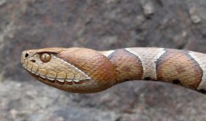 Snake Aversion – May 19